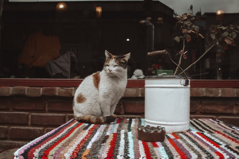 Fotoğraf Düzenleme Portalı: Görsel İyileştirme Teknikleri Fotoğraf Düzenleme Portalı: Görsel İyileştirme Teknikleri